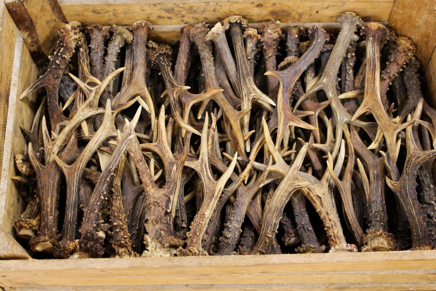 Roe Deer Antlers (5-10 pcs) DYI crafting deer antler material