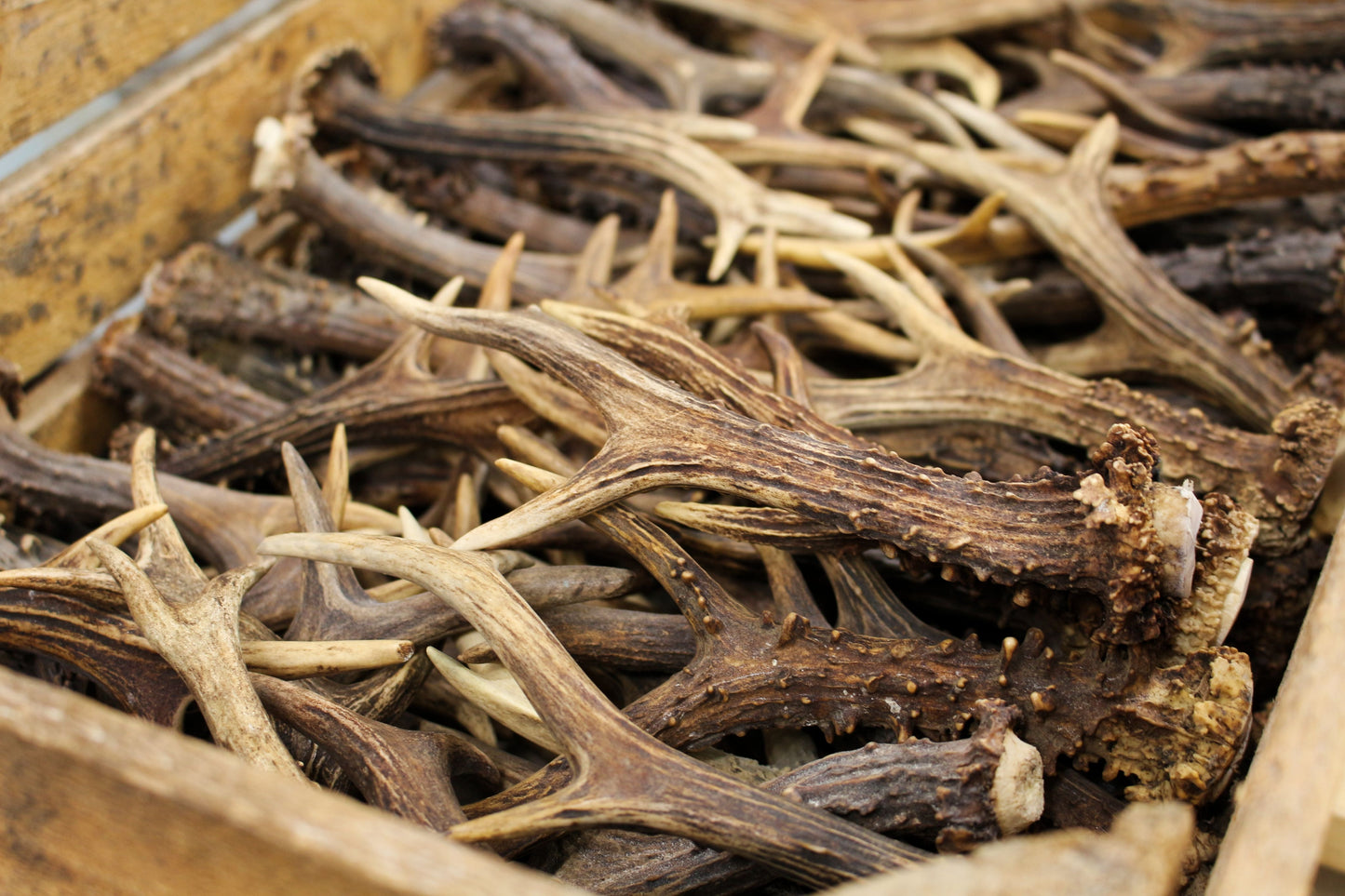 Roe Deer Antlers (5-10 pcs) DYI crafting deer antler material