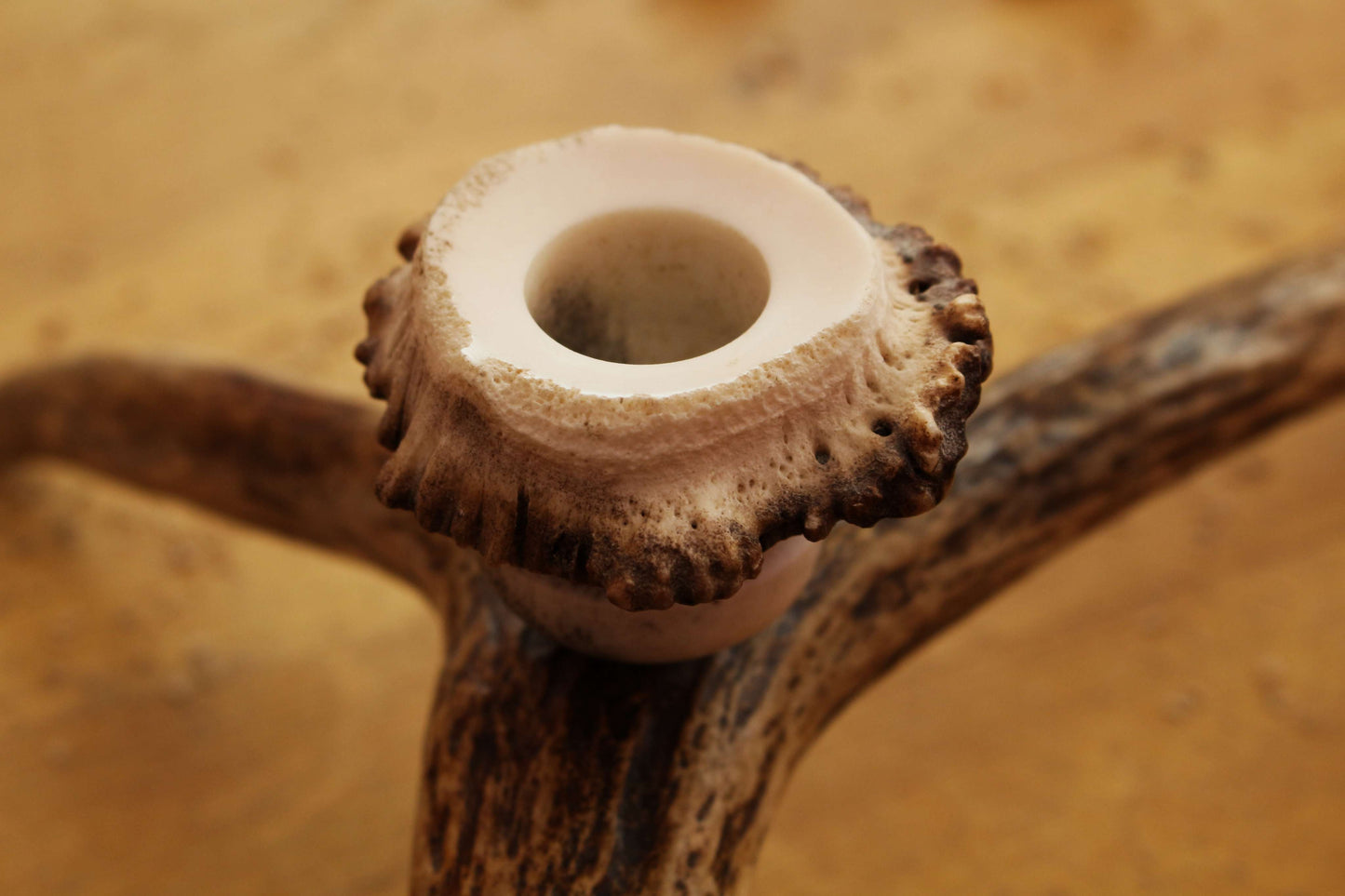 Simple Moose Antler Candlestick Hold
