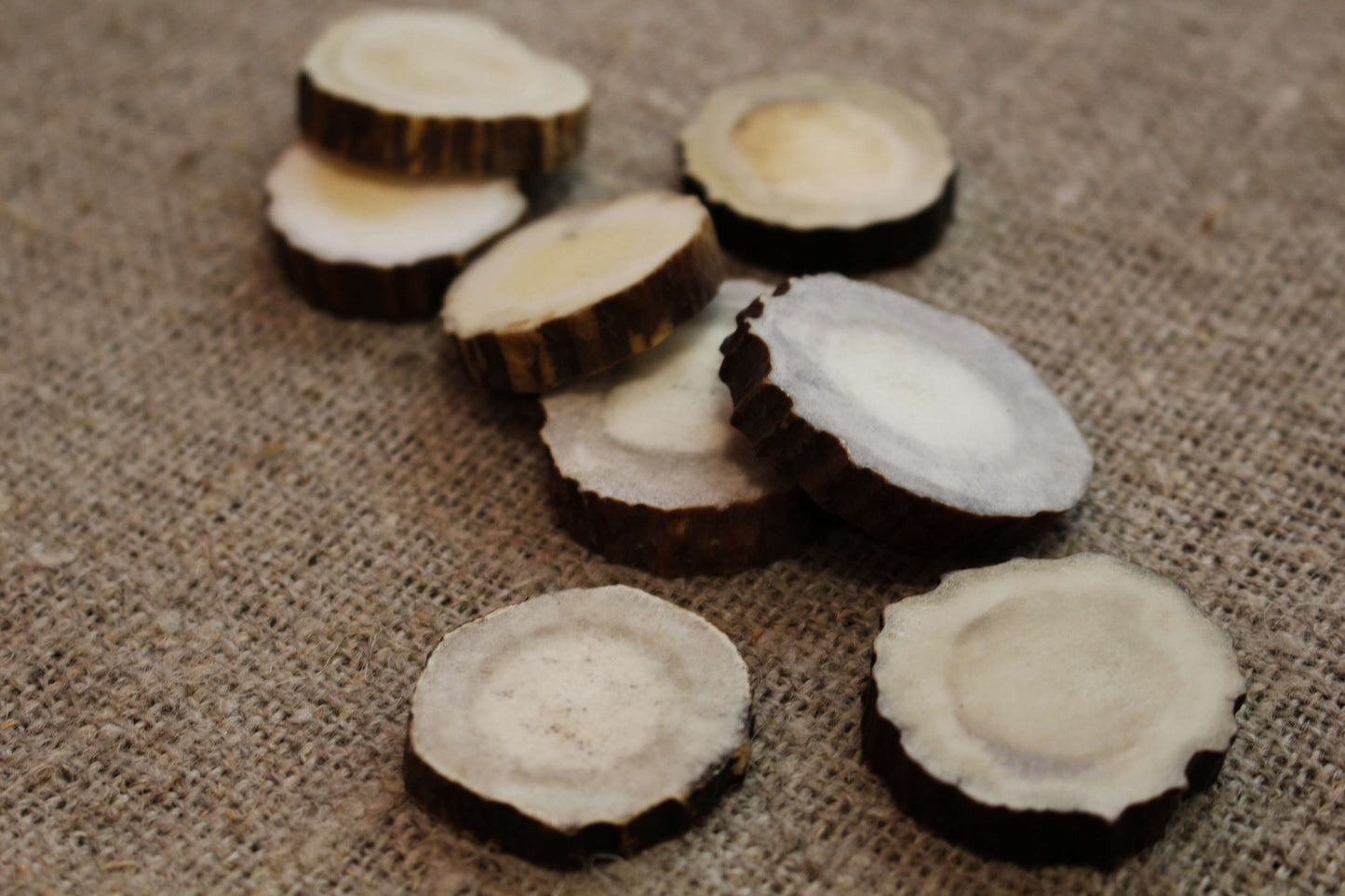 Moose Antler slices | Blanks for DYI 30 mm size