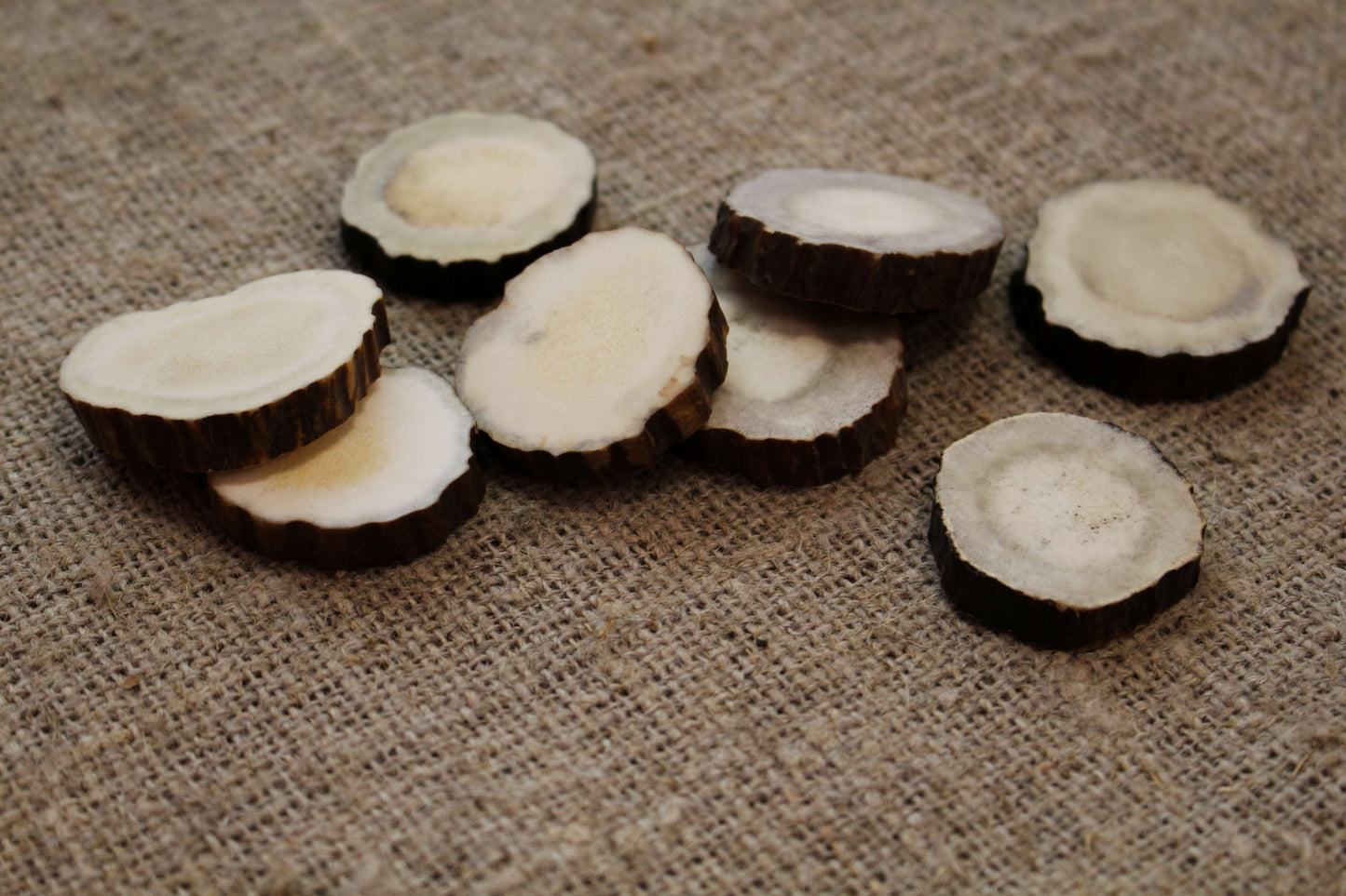 Moose Antler slices | Blanks for DYI 30 mm size