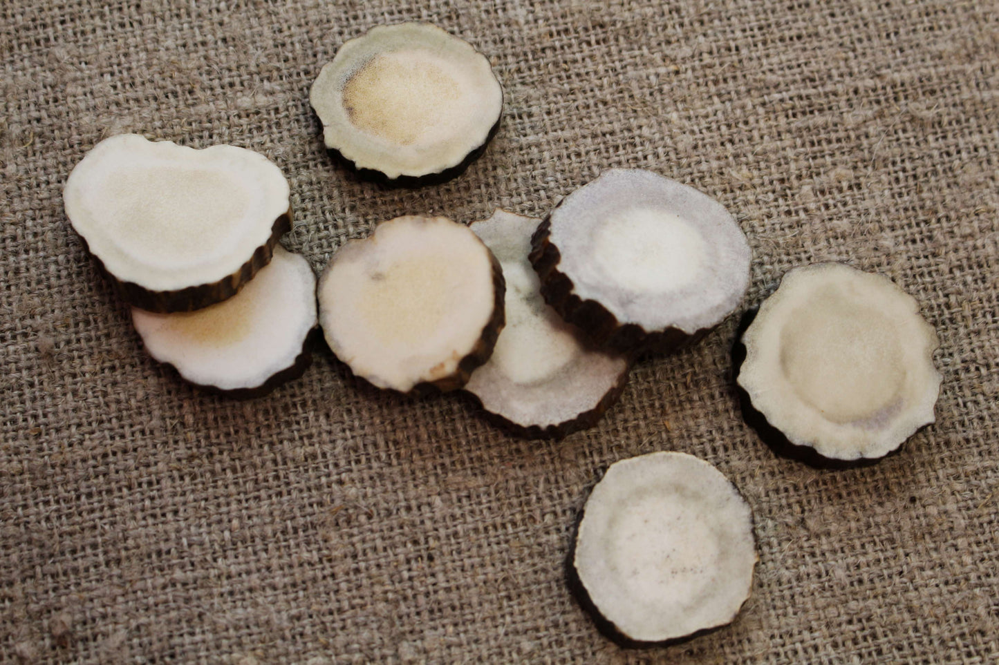 Moose Antler slices | Blanks for DYI 30 mm size