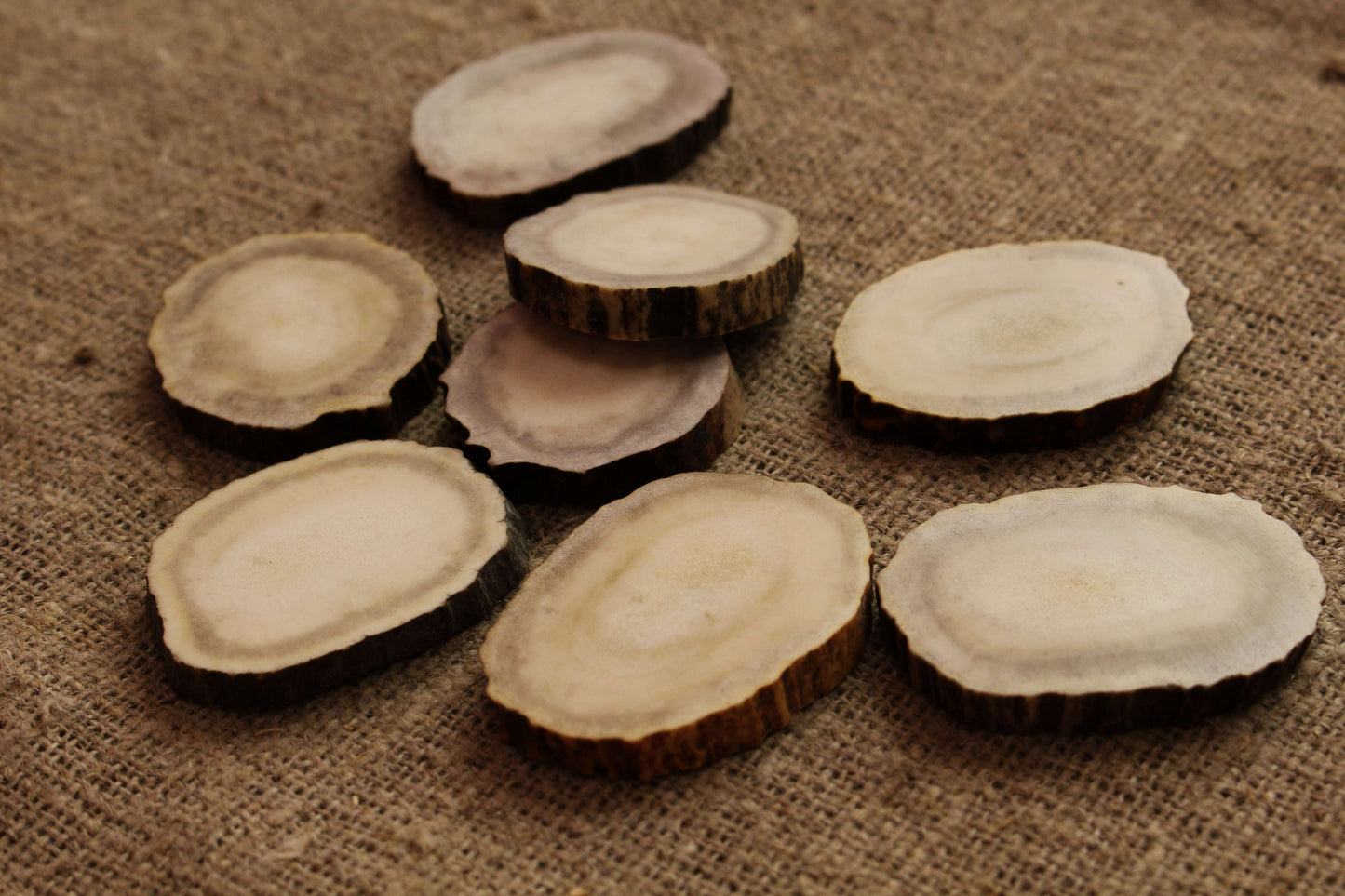 Moose Antler slices | Blanks for DYI 40 mm size