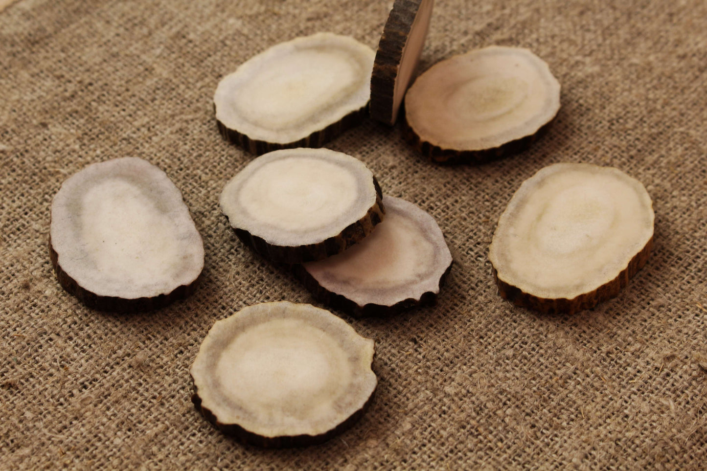 Moose Antler slices | Blanks for DYI 40 mm size
