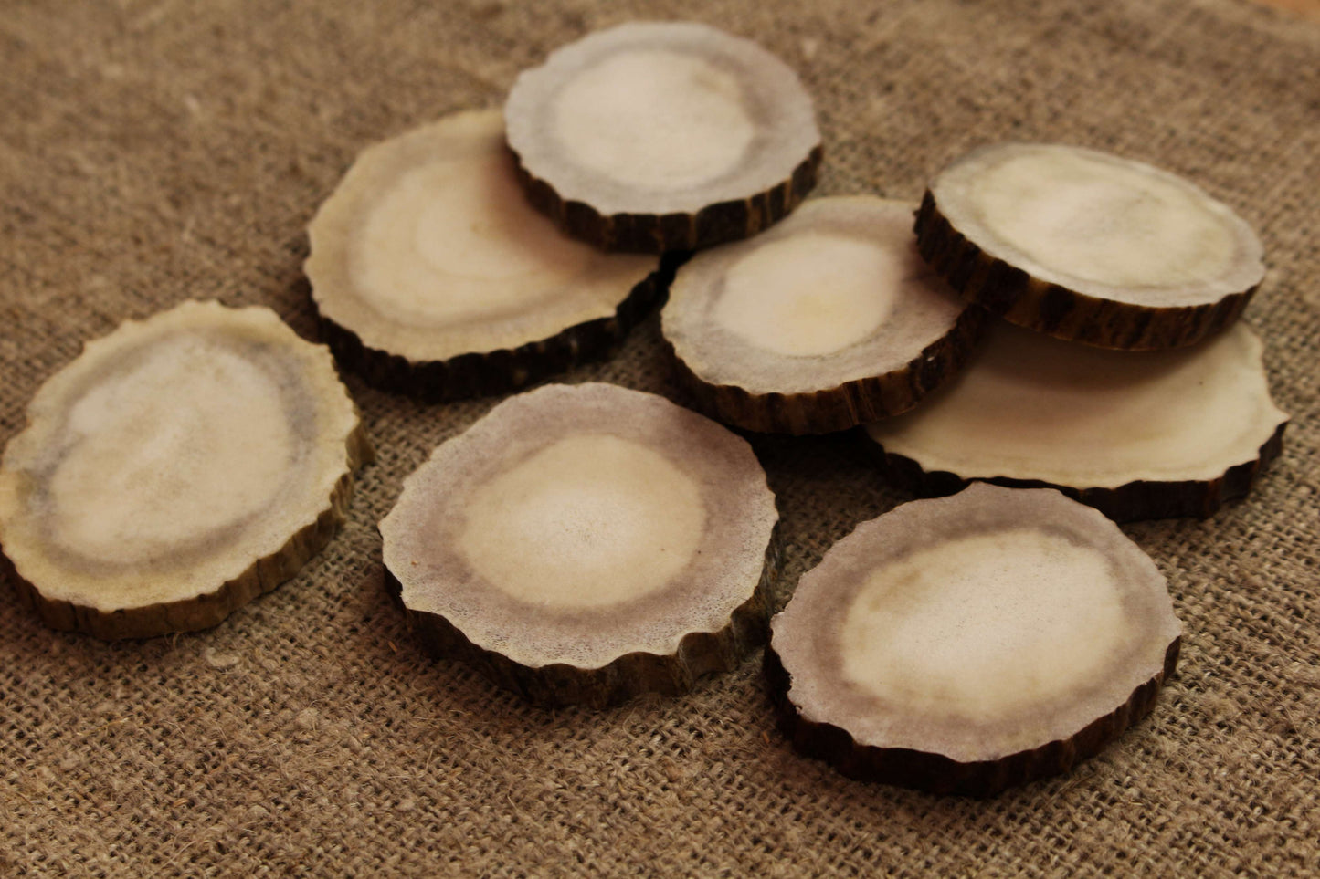 Moose Antler slices | Blanks for DYI 50 mm size