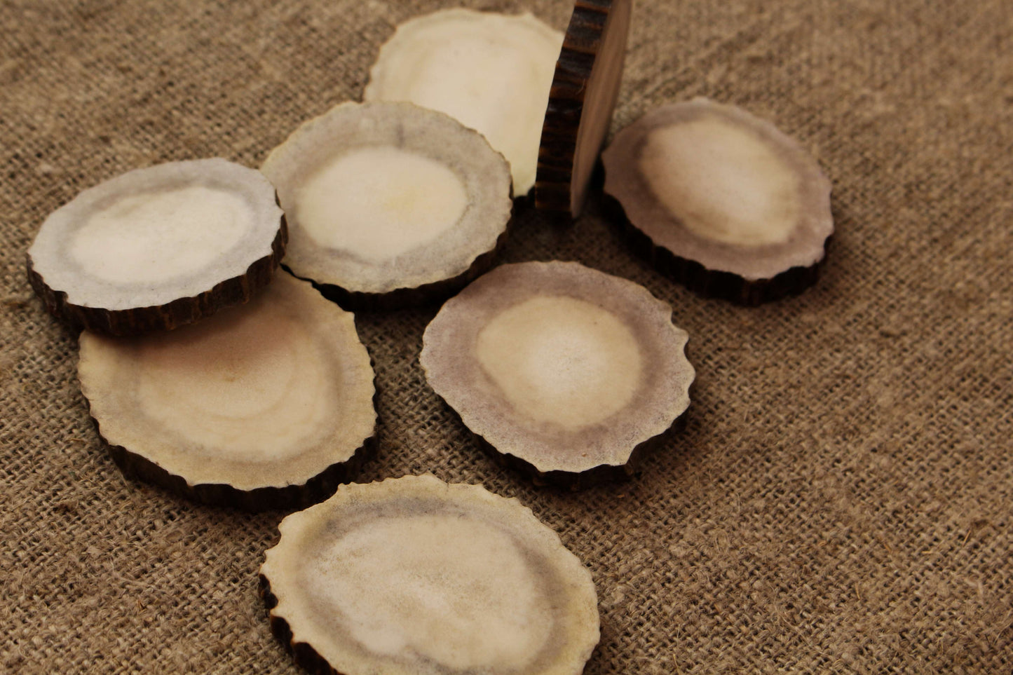 Moose Antler slices | Blanks for DYI 50 mm size