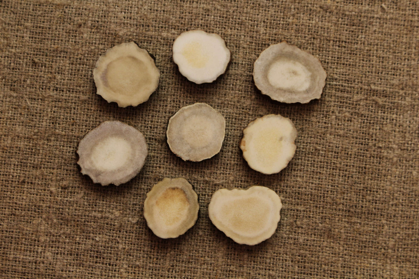 Moose Antler slices | Blanks for DYI 30 mm size