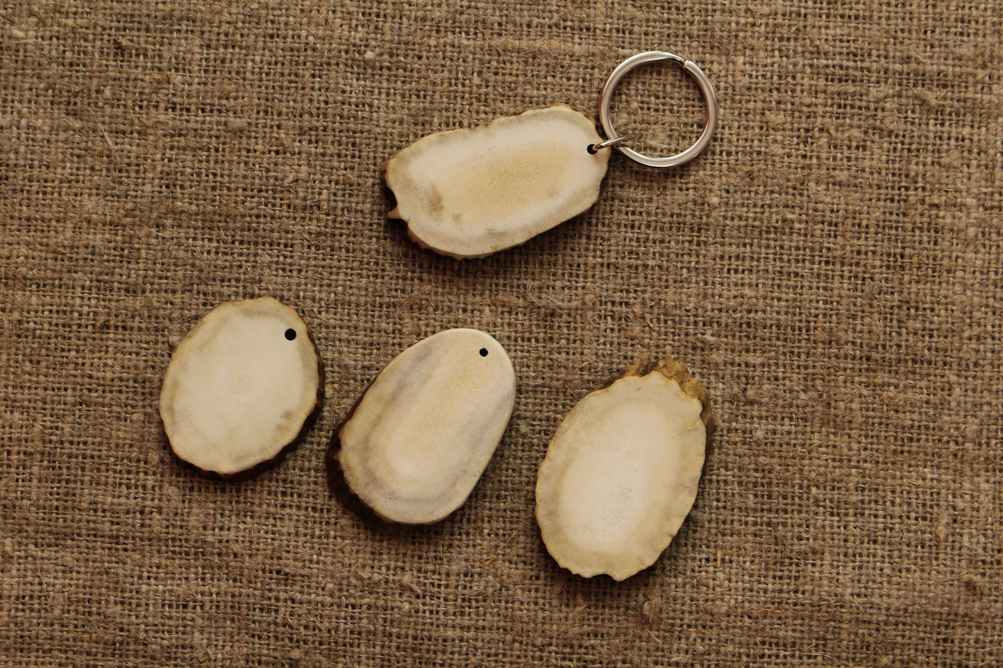 Moose Antler keychain blank for DYI projects