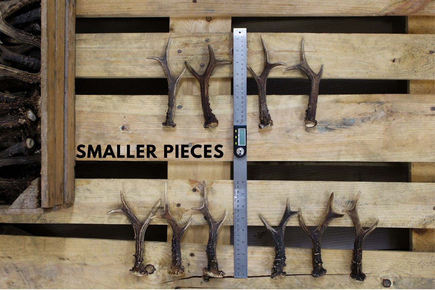 Roe Deer Antlers (5-10 pcs) DYI crafting deer antler material