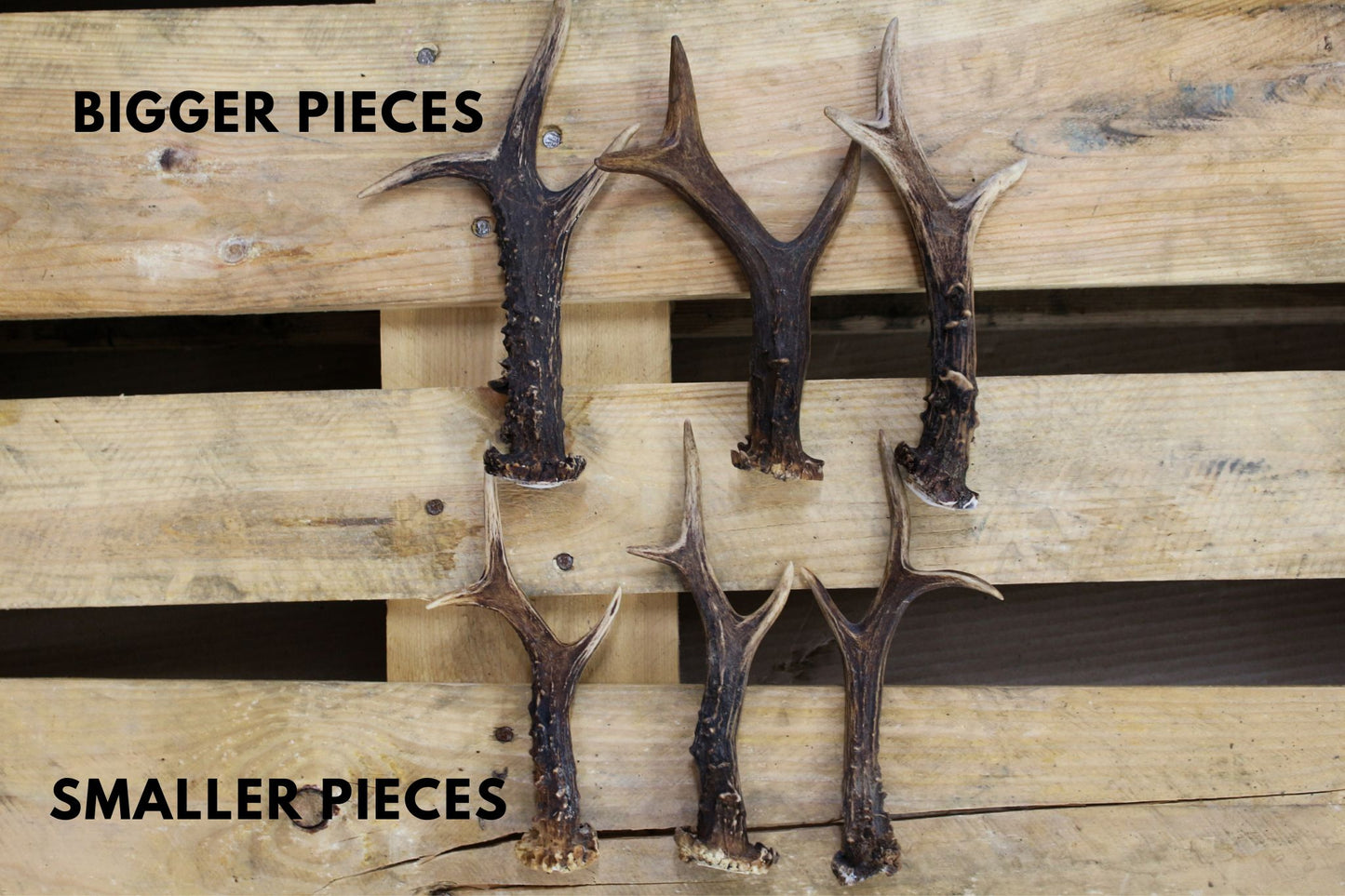 Roe Deer Antlers (5-10 pcs) DYI crafting deer antler material