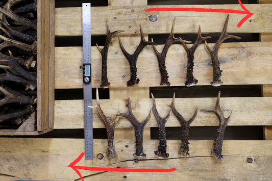 Roe Deer Antlers (5-10 pcs) facing specific direction
