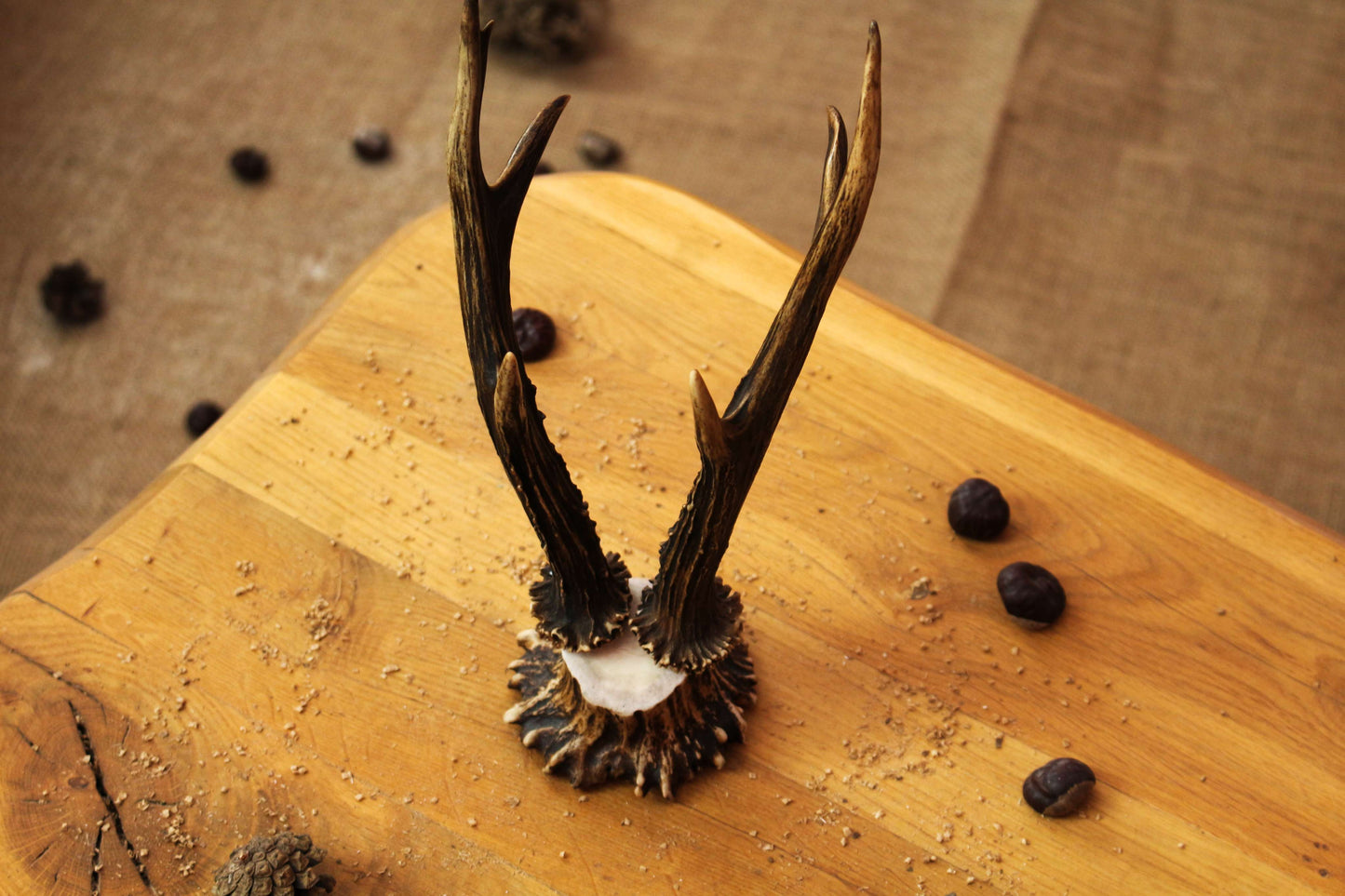 Roe Deer Antler Decor Piece on Moose Antler Crown