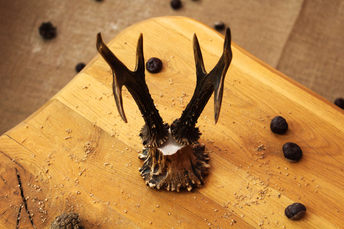 Roe Deer Antler Decor Piece on Moose Antler Crown