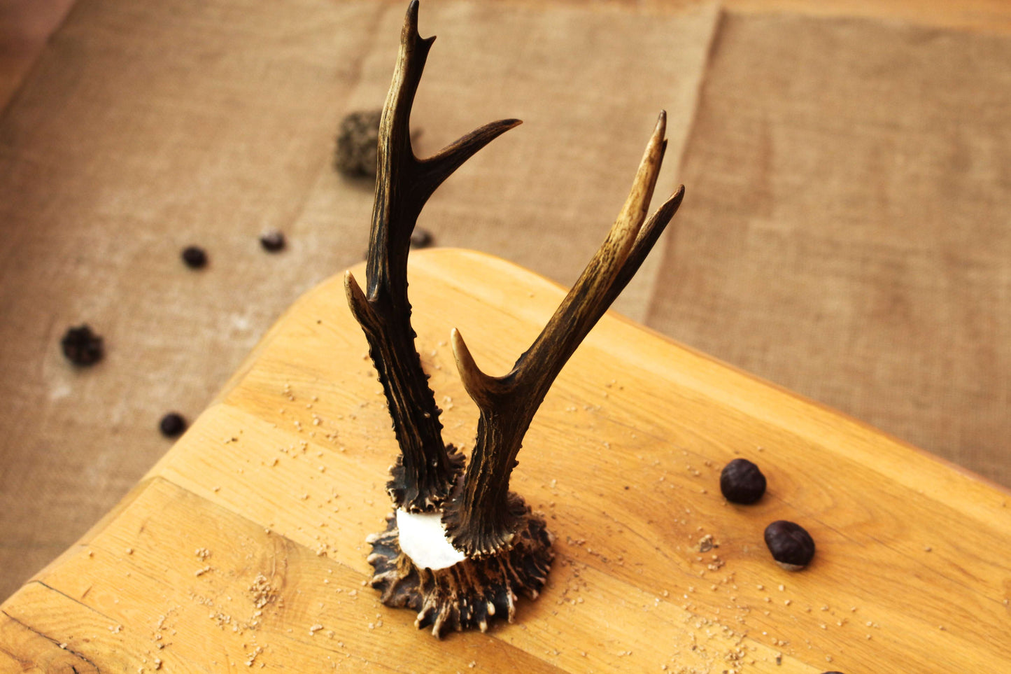 Roe Deer Antler Decor Piece on Moose Antler Crown