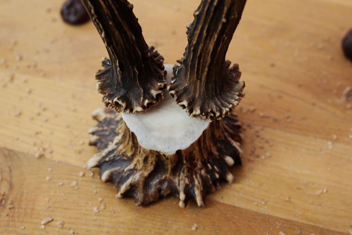 Roe Deer Antler Decor Piece on Moose Antler Crown