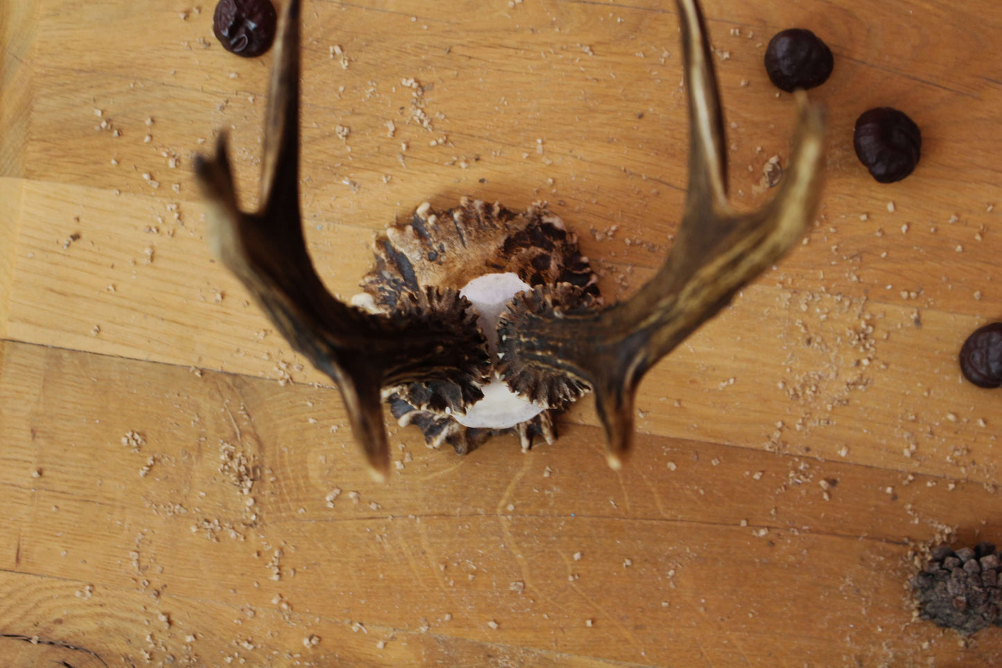 Roe Deer Antler Decor Piece on Moose Antler Crown