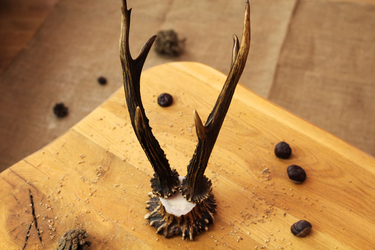 Roe Deer Antler Decor Piece on Moose Antler Crown